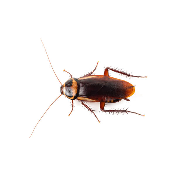 istock close-up cockroach isolated over a white background 1126175790