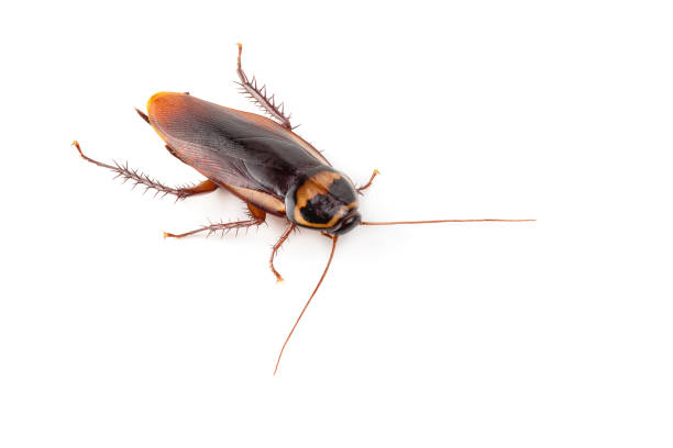 istock close-up cockroach isolated over a white background 1126175794