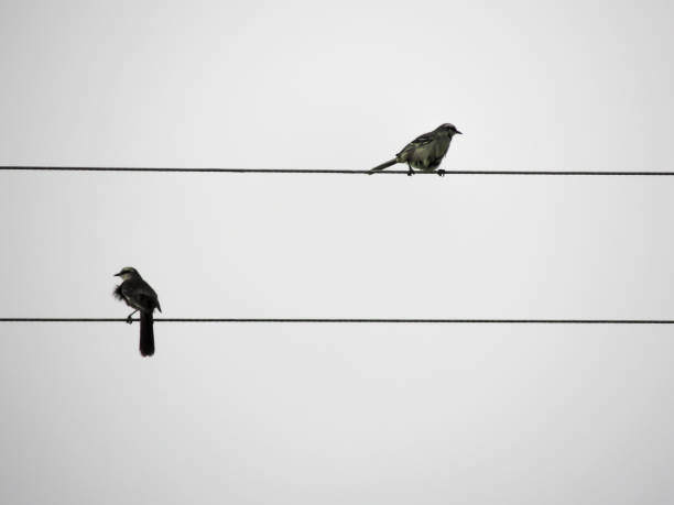 Two Ricebird Is Resting Standing On The Wire At White Backdrop.
