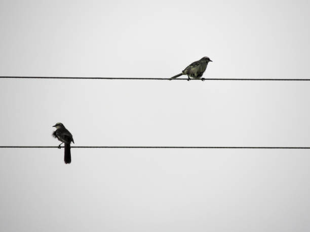 Two birds on the electricity wire, with white background. stock photo