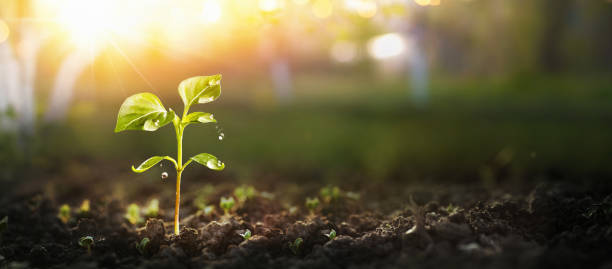 joven planta en luz del sol - humus soil fotografías e imágenes de stock