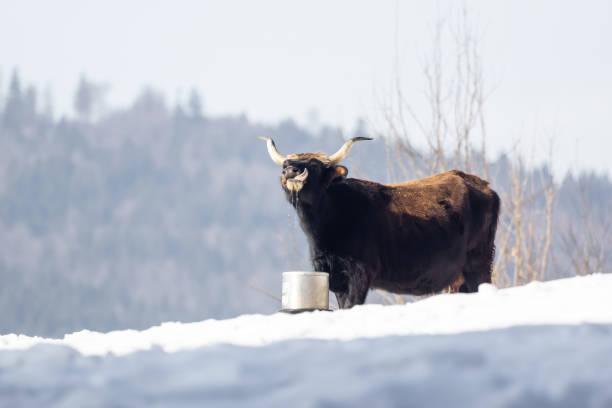 istock One except bullock is drinking water from a bucket in the snow 1126177959