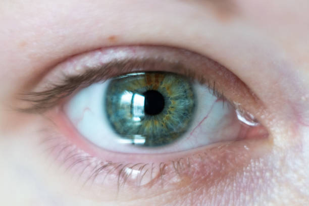 Green animal eye with large pupil and bright retina in background. Dark green iris around pupil, detail view into eye bulb.