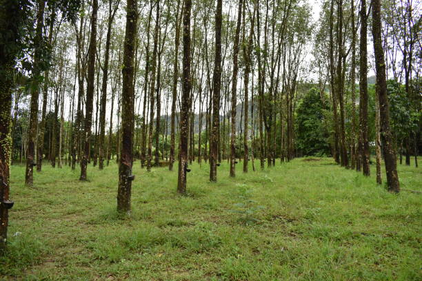 istock Rubber plantation with rubber trees in Thailand, Asia 1126180984