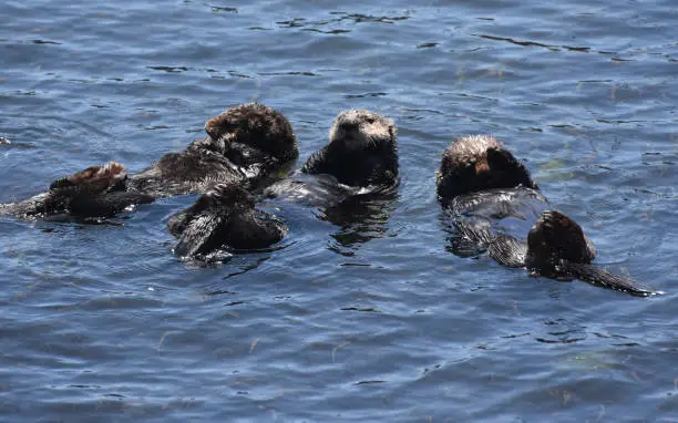 Really cute group of playful sea otters in the Pacific ocean.