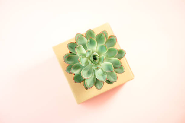 istock Minimalist modern layout with beautiful green succulent on natural color box isolated on living coral color background. Horizontal. Flat lay, top view. Concept for gift, shop, delivery, copy space. 1126181162