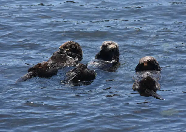 Really cute group of sea otters relaxing and floating in blue ocean waters.