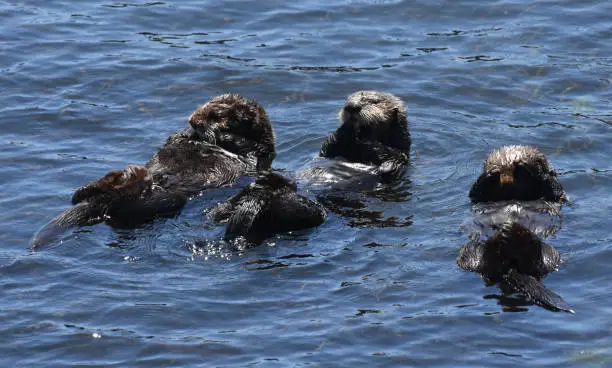 Three sea otters floating on their backs in the Pacific ocean.