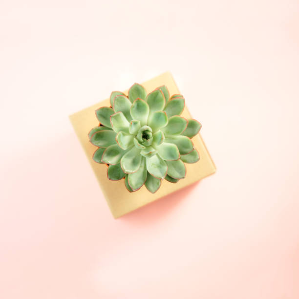 istock Minimalist modern layout with beautiful green succulent on natural color box isolated on living coral color background. Horizontal. Flat lay, top view. Concept for gift, shop, delivery, copy space. 1126181323