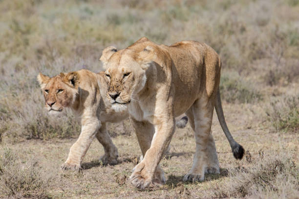 istock two Young lions walking on the ground 1126181333
