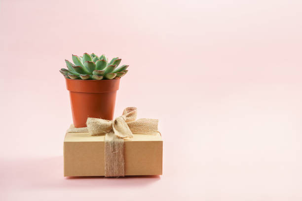 istock Minimalist modern layout with beautiful green succulent on natural color box isolated on living coral color background. Horizontal. Concept for gift, shop, delivery, copy space. 1126181381