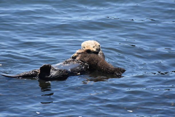 istock Precious Baby Sea Otter in the Ocean 1126181418