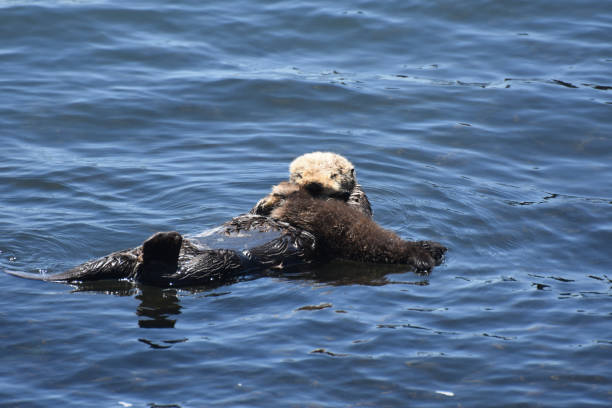 istock Precious Baby Sea Otter in the Ocean 1126181458