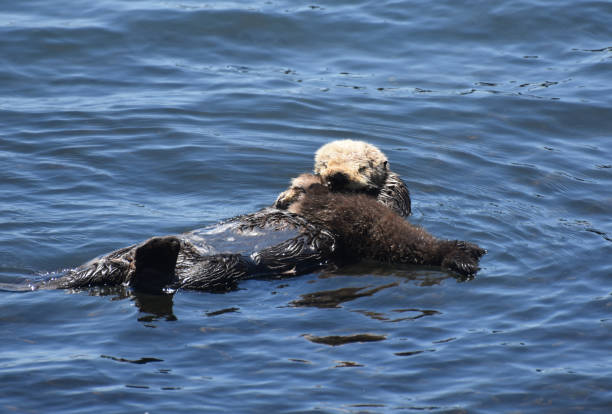 istock Precious Baby Sea Otter in the Ocean 1126181510