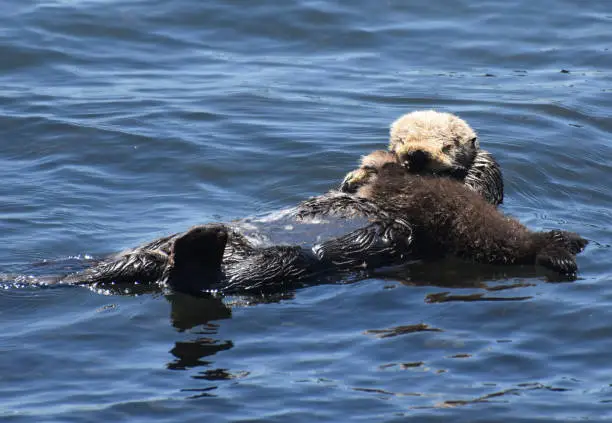 Very sweet close up look at a mother and baby sea otter floating in the ocean.
