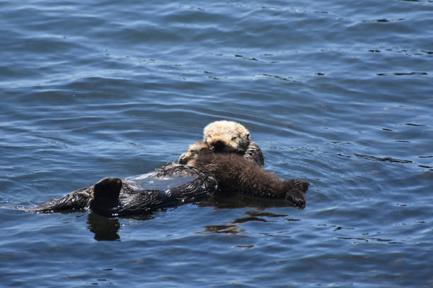 istock Precious Baby Sea Otter in the Ocean 1126181542