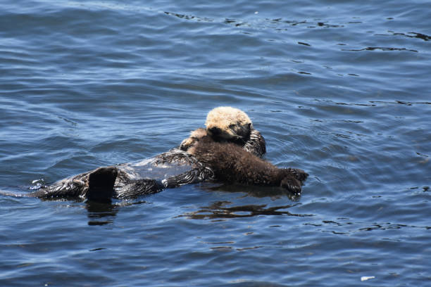 istock Precious Baby Sea Otter in the Ocean 1126181651