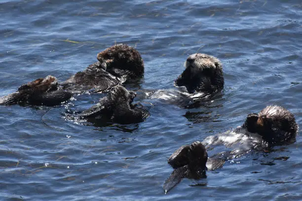 Really cute group of sea otters all floating on their backs.