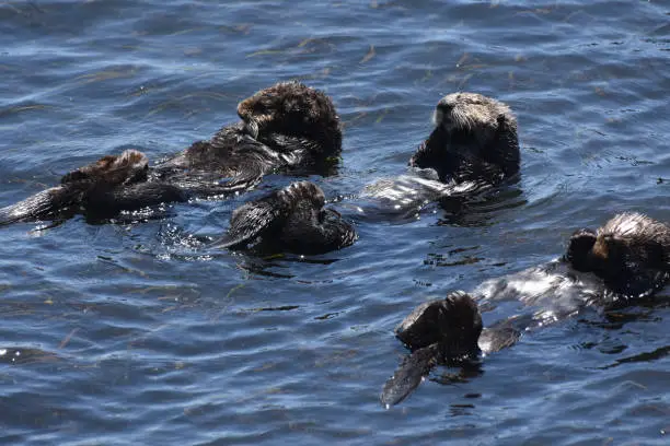 Close up look at a trio of three sea otters floating on their backs.