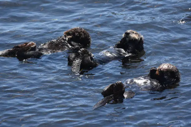 Cute trio of sea otters floating in a California bay.