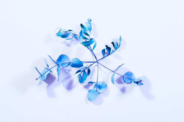 istock plant minimalism inverted color decor blue stem 1126181881