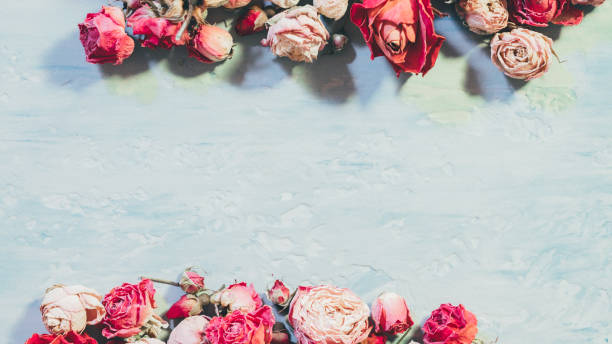 istock women greeting dried rose border blue textured 1126181913