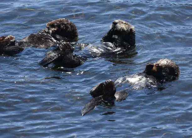 Precious up close look at three sea otters all floating on their backs.