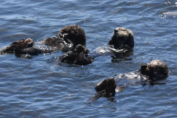 Bay with a large group of sea otters floating together.