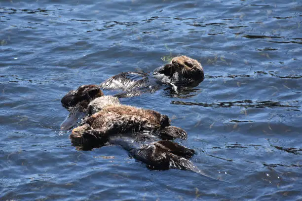 Pacific ocean with an adorable trio of sea otters floating.