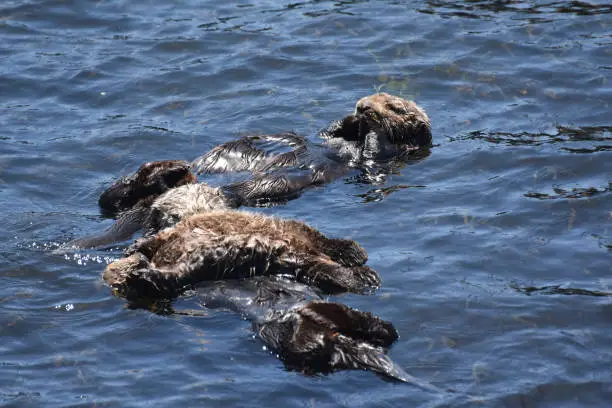 Adorable close up look at a group of sea otters on their backs.