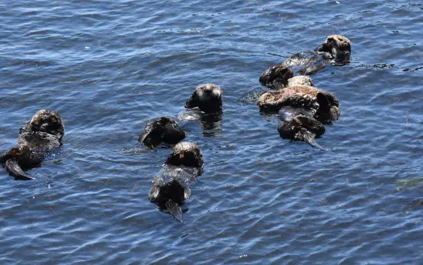 Adorable large rafting group of sea otters floating in a California bay.