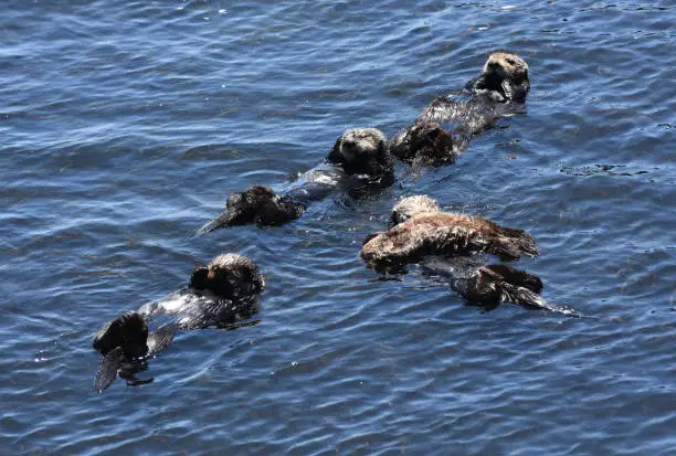 A group of sea otters on their backs in Morro Bay.