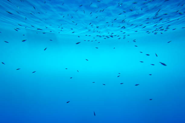 istock Summer. Texture of water surface. Underwater background. Waves effects. Blue underworld. Ocean, sea. Diving. Blue sea pool water. Bottom view. 1126182347