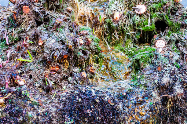 istock Water flows on mossy overgrown with different plants surface of fountain 1126183906