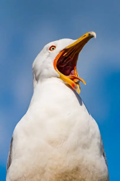 Photo of Close-up portrait of white Seagull with wide open yellow beak. The Larus Argentatus or the European herring gull, seagull is a large gull up to 65 cm long. One of best known of all gulls of Europe