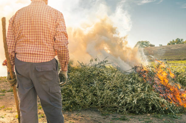 istock Farmer burning the branches after pruning the olive trees. Man with work clothes observing the big fire and smoke in the field during a sunny day. 1126186535