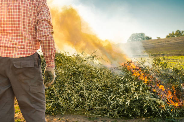 istock Farmer burning the branches after pruning the olive trees. Man with work clothes observing the big fire and smoke in the field during a sunny day. 1126186538