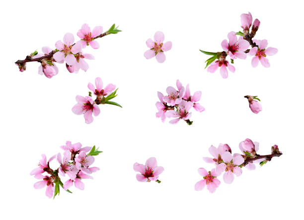 Set of spring peach flowers and buds
