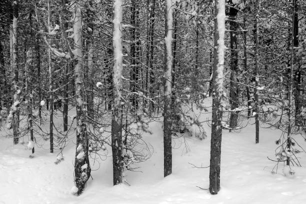 istock Winter pine trees frozen forest snow covered pines amazine wilderness 1126187693