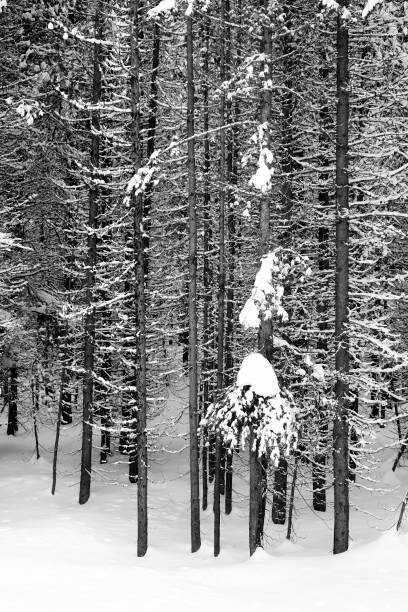 istock Winter pine trees frozen forest snow covered pines amazine wilderness 1126187696