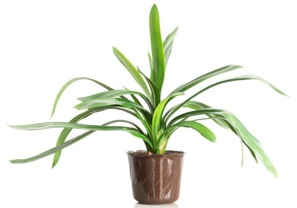 istock houseplant in brown pot isolated on white background. 1126187803