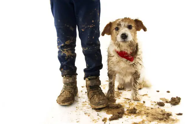 Photo of FUNNY DIRTY DOG AND CHILD. JACK RUSSELL DOG AND BOY WEARING BOOTS AFTER PLAY IN A MUD PUDDLE WITH ASHAMED EXPRESSION. ISOLATED STUDIO SHOT AGAINST WHITE BACKGROUND.