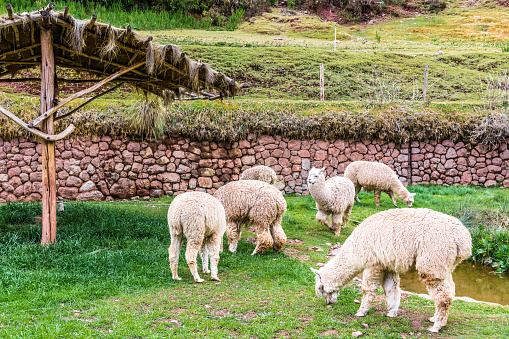 White alpacas graze in the paddock on a high Peruvian farm.