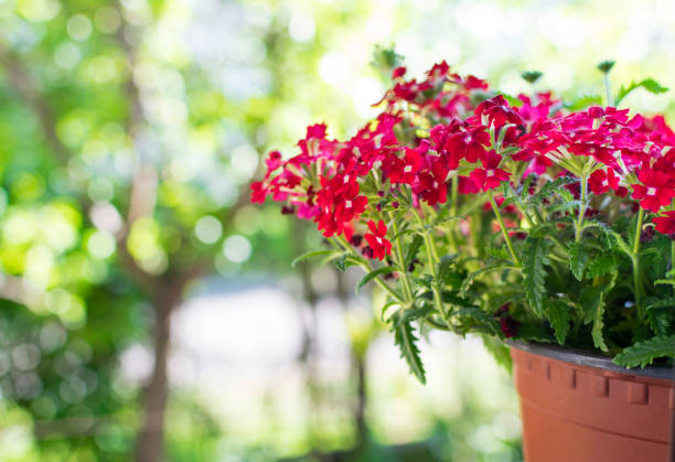 flowerpot with red flowers on old wooden barn wall