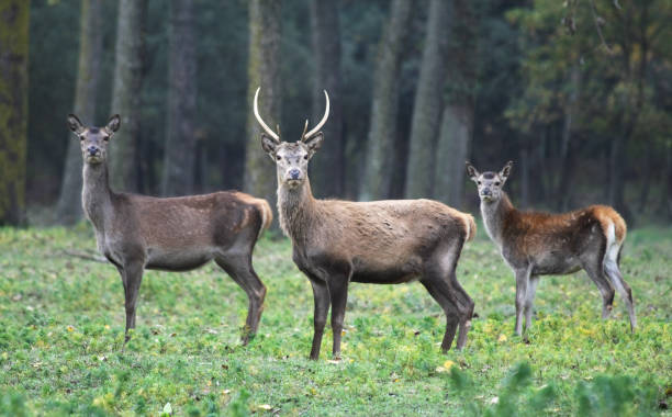 istock Red deer in Mesola Park, Ferrara, Italy 1126189796