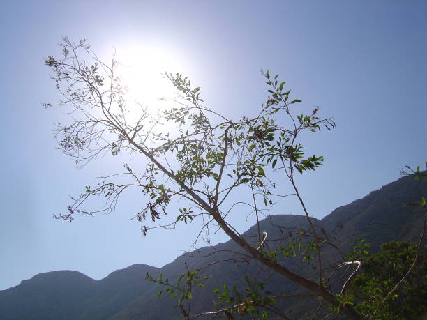 Sky and sun through the branch of a tree Pita Sky of San Pedro Beach in Cabo de Gata meio ambiente stock pictures, royalty-free photos & images