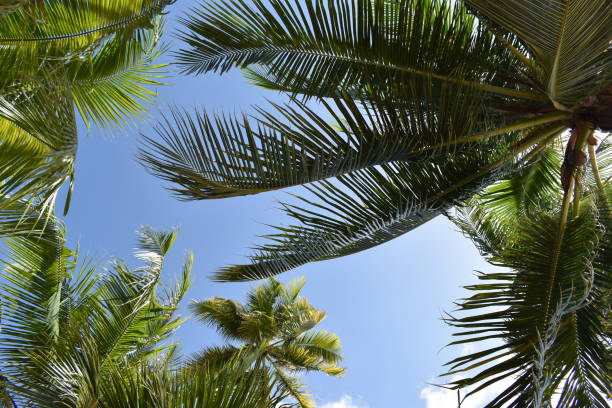 istock Palm Trees on a sunny summer day – photographed from below 1126191158