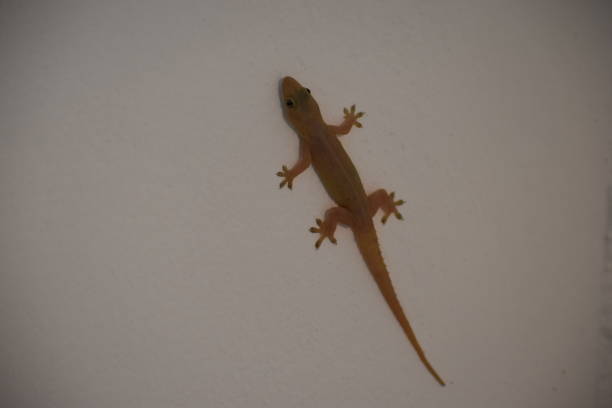 istock A small yellow gecko on a white wall 1126191918