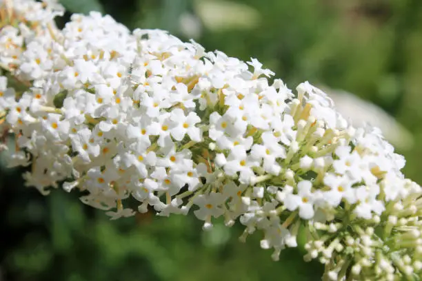 White flowers of Buddleia davidii or butterfly-bush in garden
