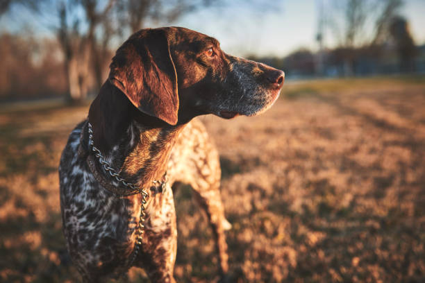 hunting dog stock photo